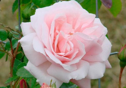 Роза плетистая Нью Доун