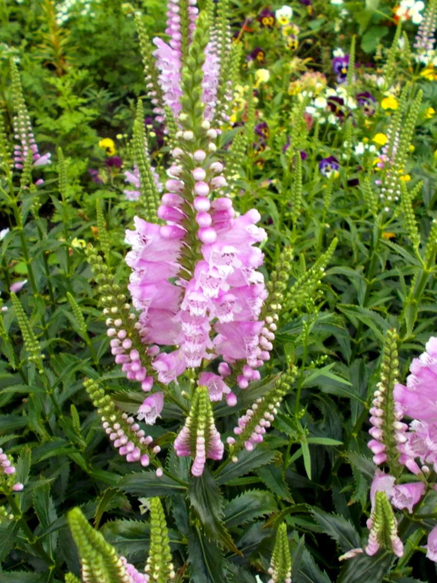 

Физостегия виргинская Розовая Королева 1 шт Р9