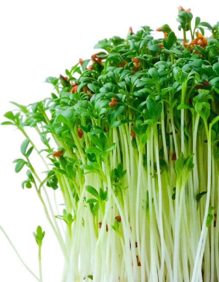 Кресс-салат Престиж (УД) 0,8 гр. цв.п. кресс салат престиж семена