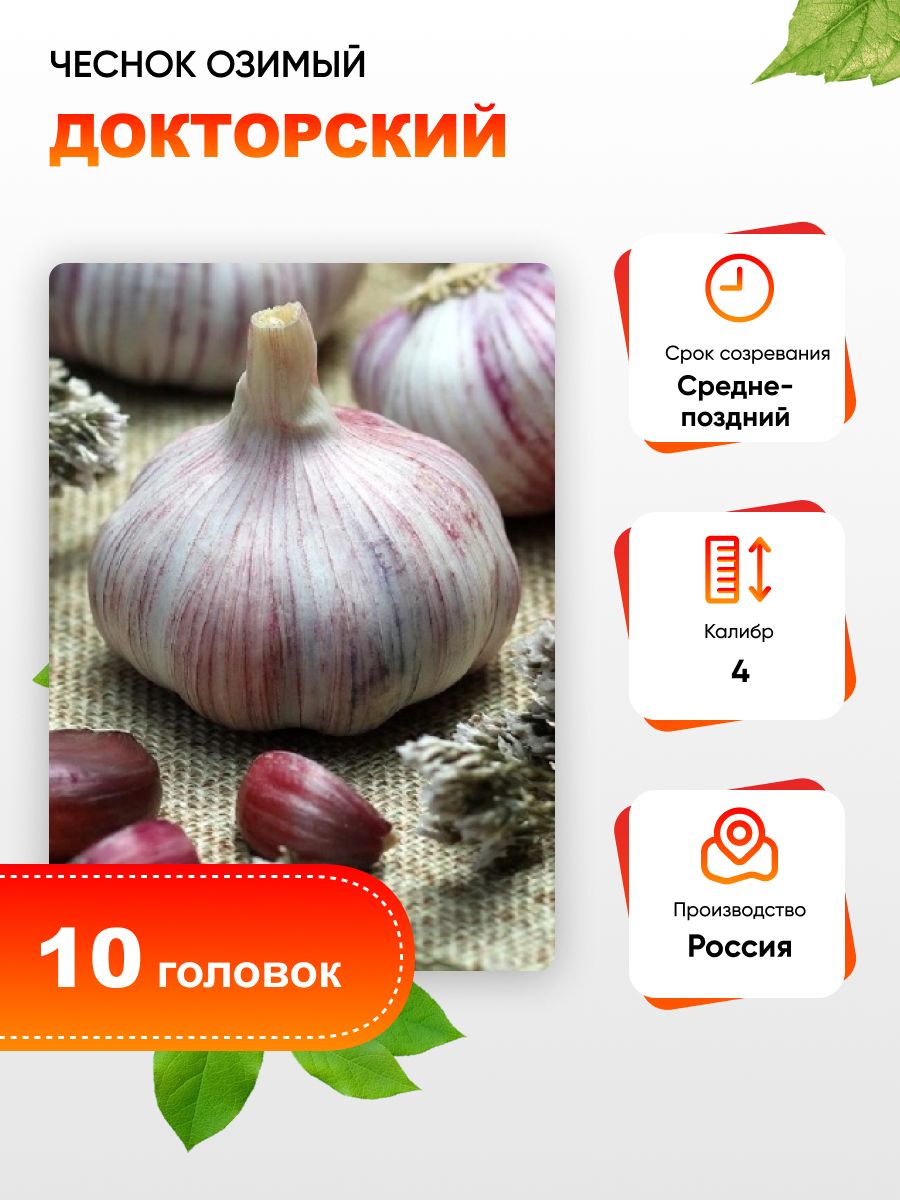 

Чеснок Докторский 1 уп. (10 головок) калибр 4