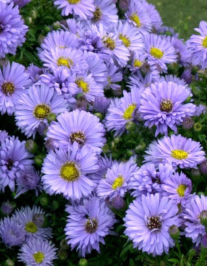 Астра кустарниковая Леди ин Блю 359₽