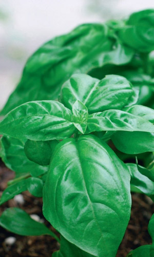 Базилик крупнолистный Сладкий (УД) 0,25 гр цв.п.