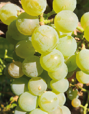 Виноград плодовый Солярис 1 шт