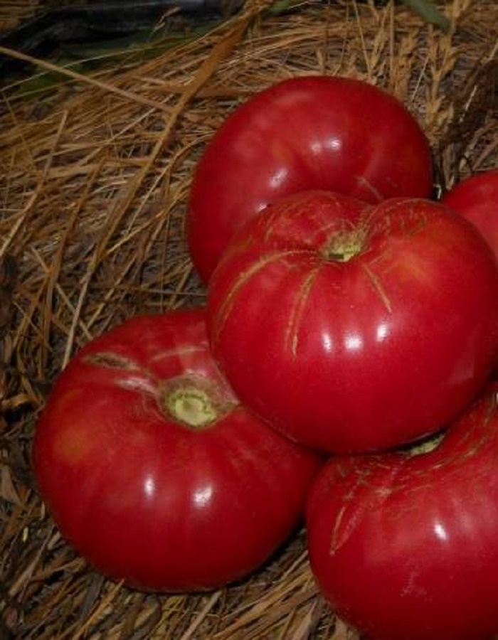 

Томат Медвежья лапа 0,05 гр цв.п.