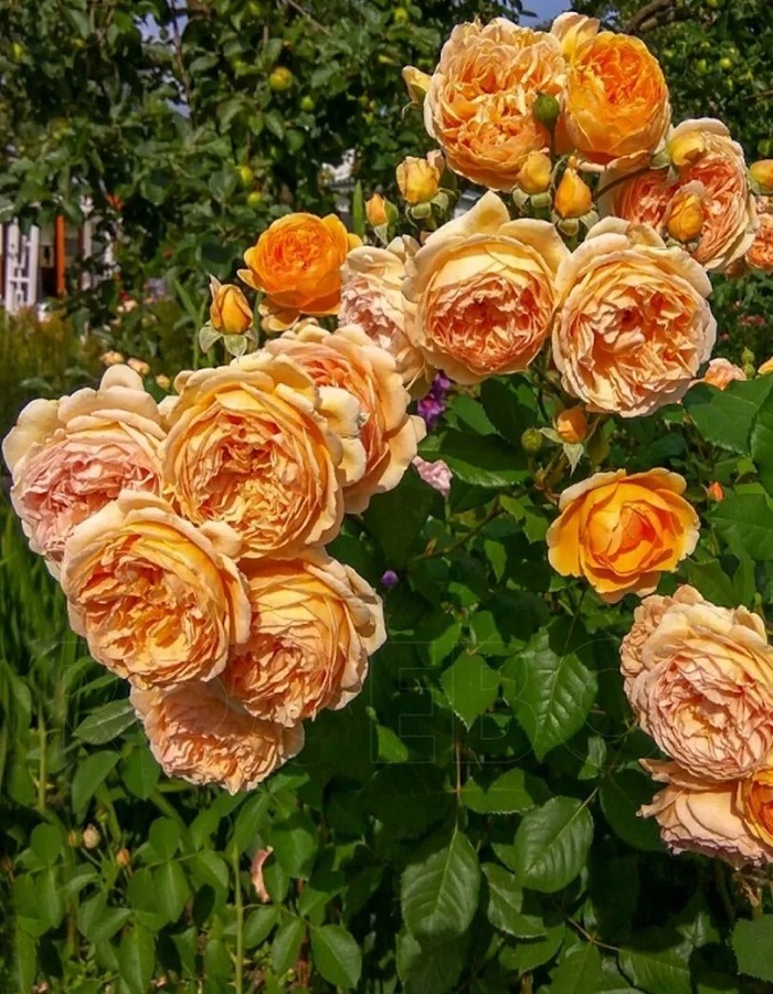 

Роза чайно-гибридная Каралуна