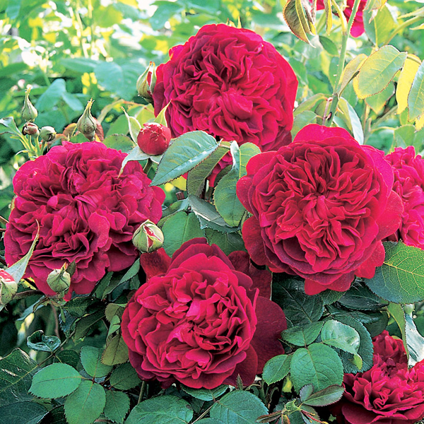 Роза чайно-гибридная Тесс 