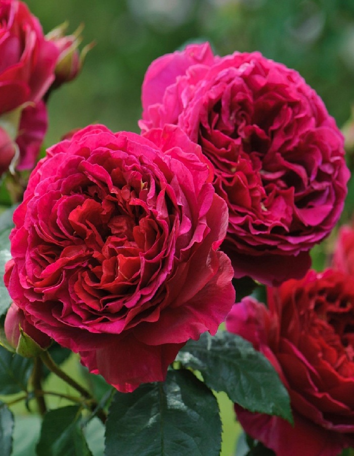 

Роза английская Фишерман Фринд 1 шт