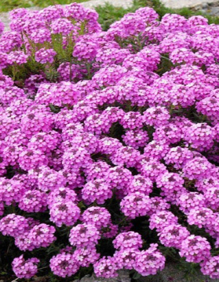 Иберис зонтичный Розовый (УД) 0,15 гр иберис лилициана зонтичный 0 3г одн 30см поиск ароматный сад 10 пачек семян