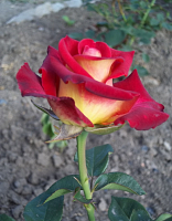 Роза чайно-гибридная Френдшип 