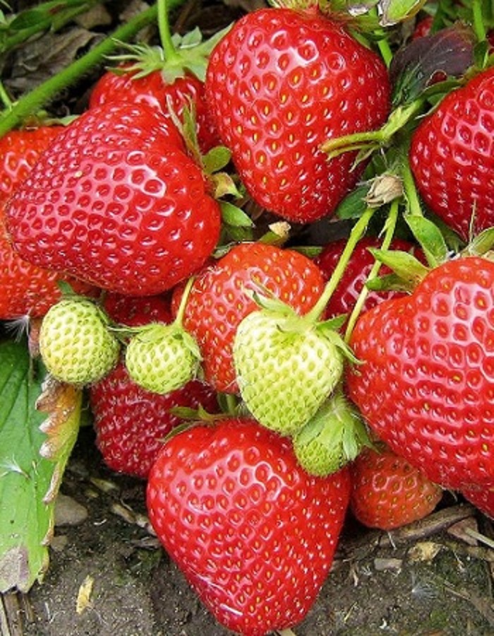 

Земляника садовая Дэли