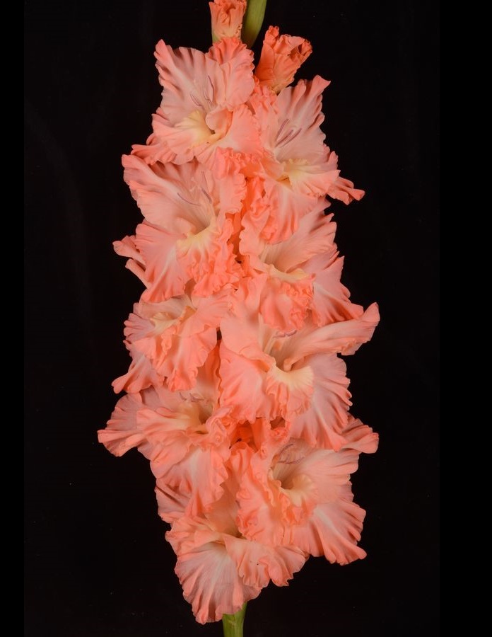 

Гладиолус Медовый Месяц