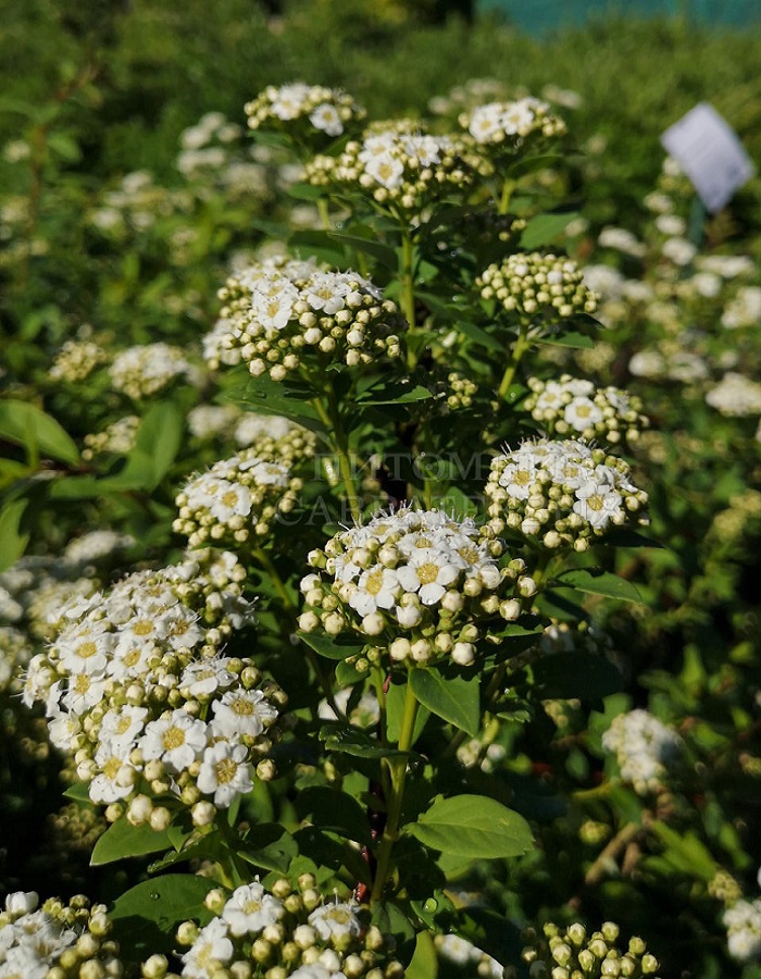 

Спирея опущеноплодная 1 шт Р9