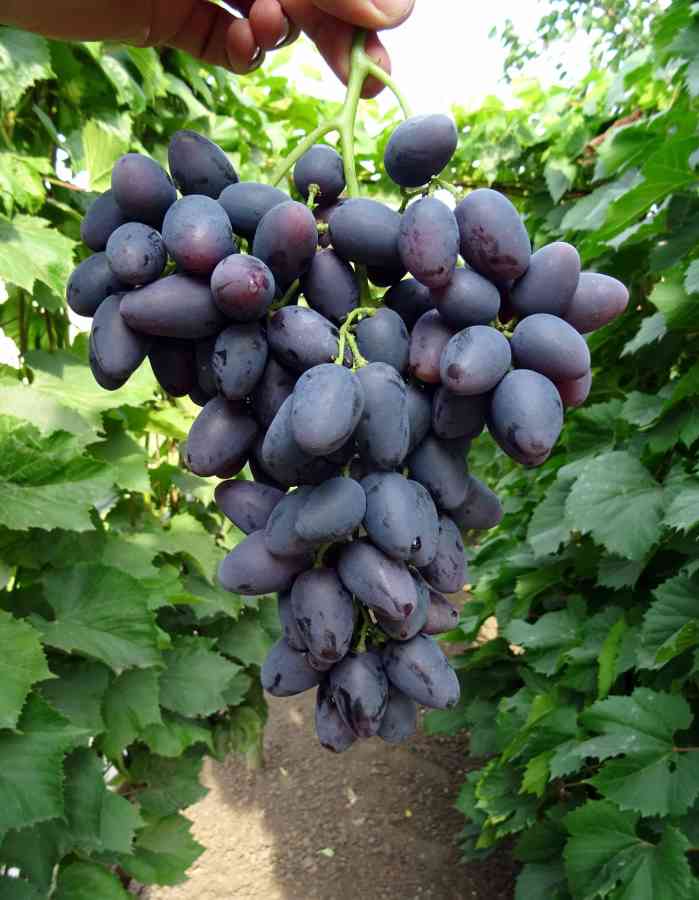 Виноград плодовый Надежда АЗОС 1 шт