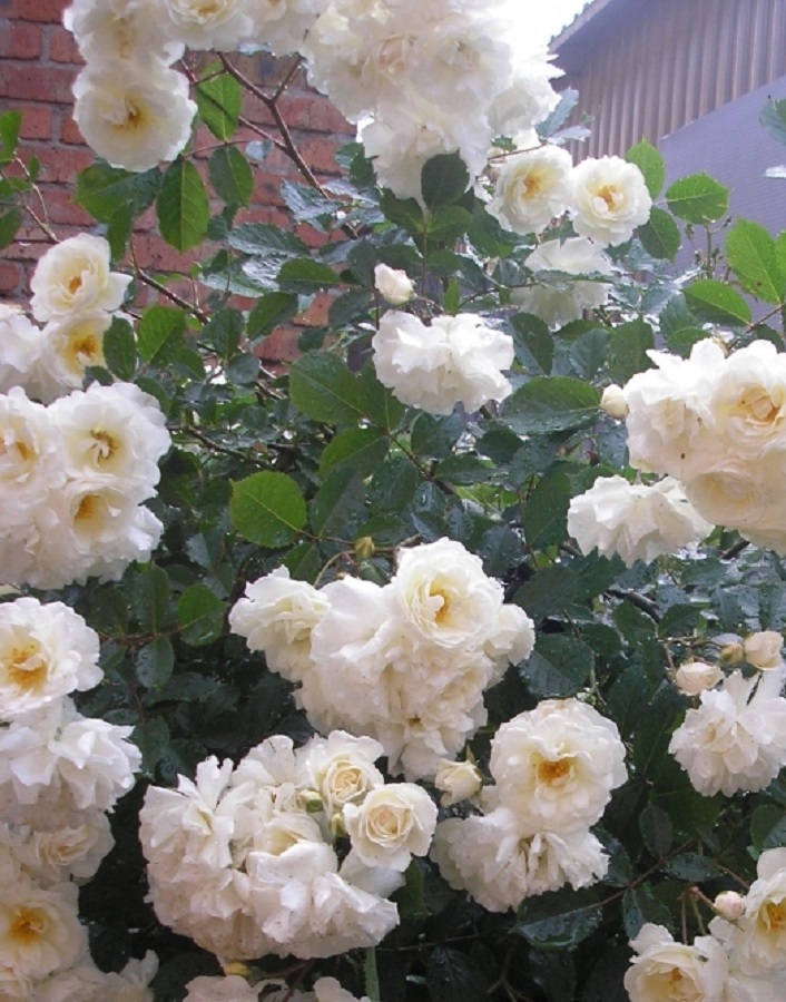 

Роза полиантовая Аве Мария 1 шт