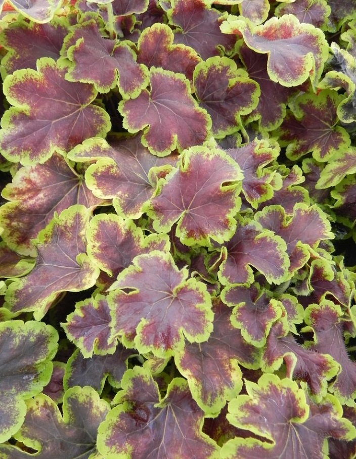 

Гейхерелла Солар Эклипс ASF 1 шт Р9