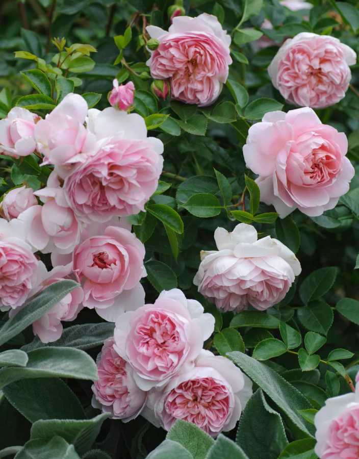 

Роза плетистая Старлет Роуз Алина