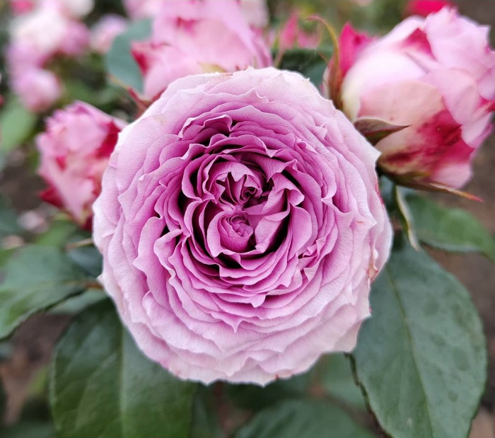 Роза спрей Кантри Спирит Сонг