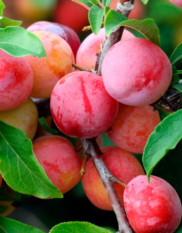 

Слива Пионерка