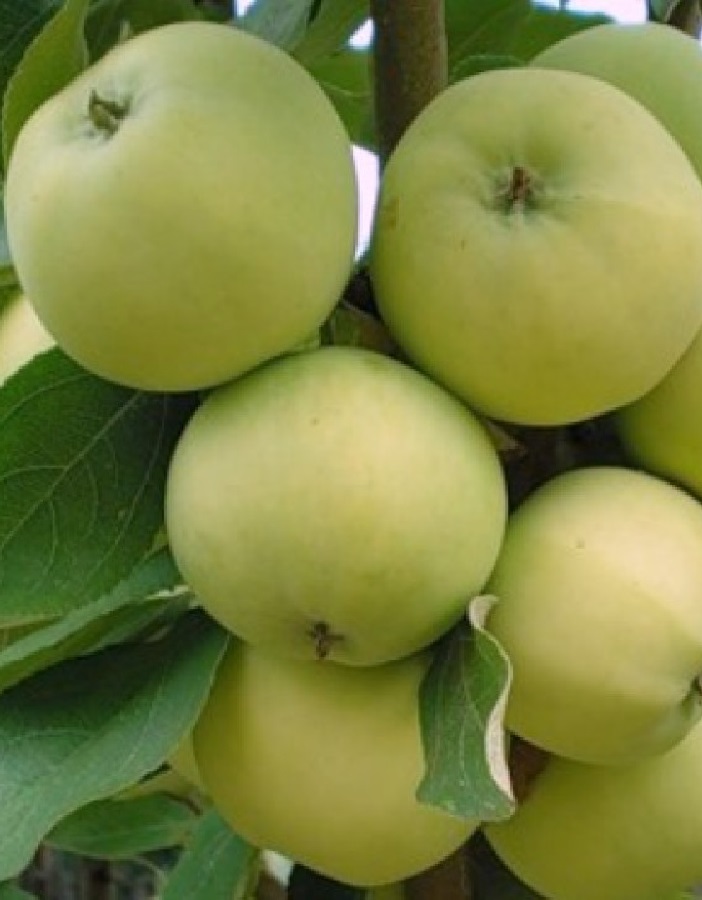 

Яблоня Папировка