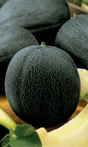 Дыня Черный принц (УД) 6 шт цв.п.