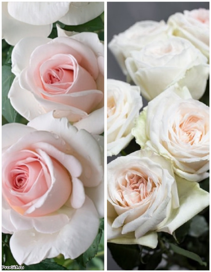 

Набор роз "Ванильное небо" 2 саженца.