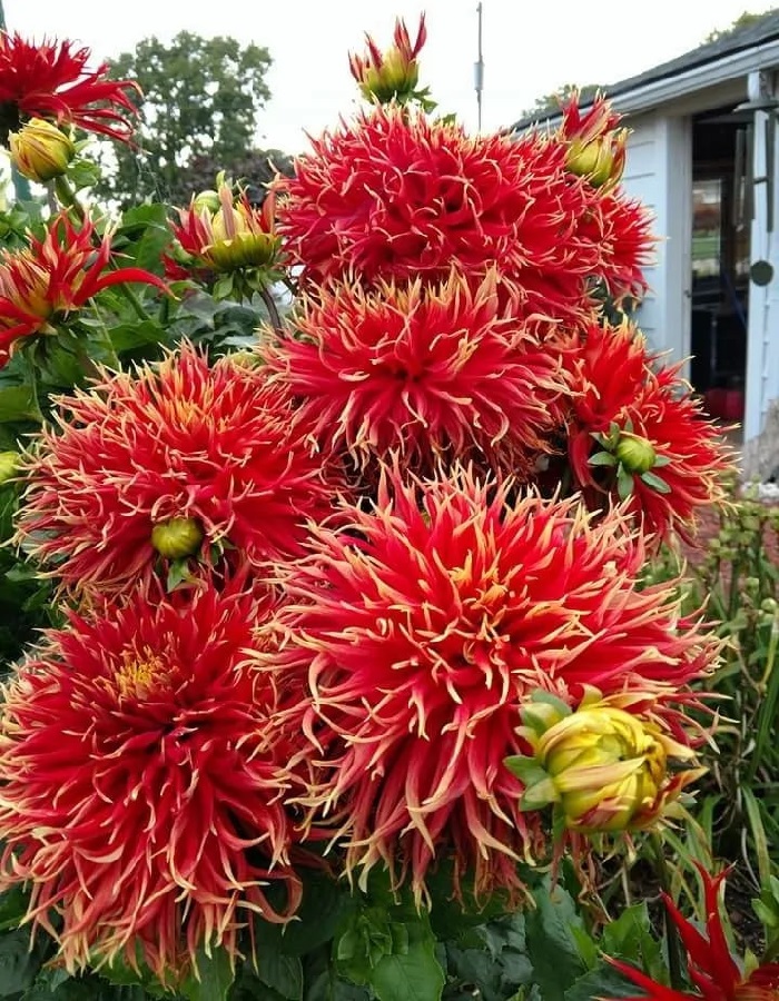 

Георгина Шоу'н Телл 1 шт.