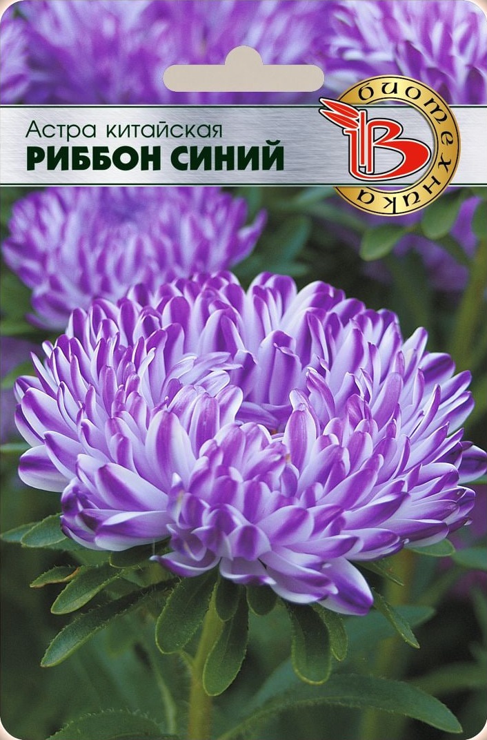 

Астра Риббон Блю 30 шт