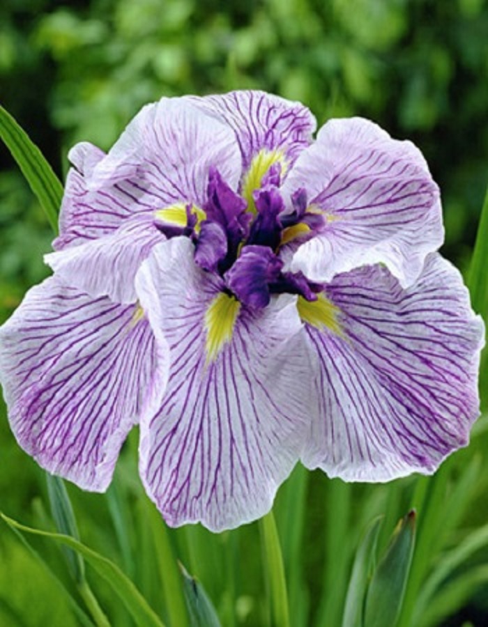 Ирис Грейвудс Катрина (горшок) ирис японский грейвудс катрина iris саженец разбор 1 открытая корень