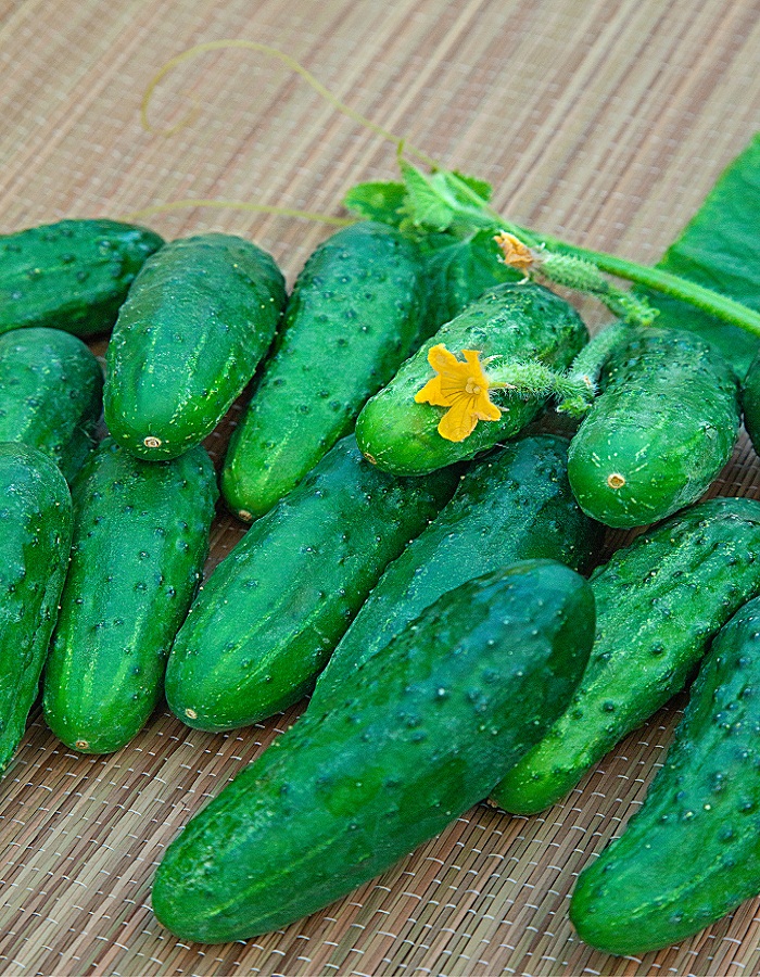 

Огурец Славянский F1 (Селекция "ВХ") 0,25 гр цв.п.