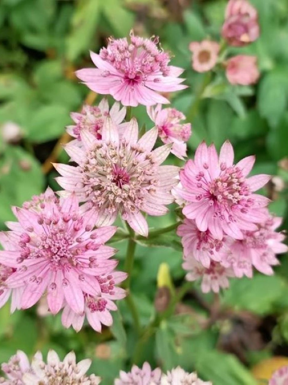 

Астранция крупная Пинк Баттон 1 шт Р9