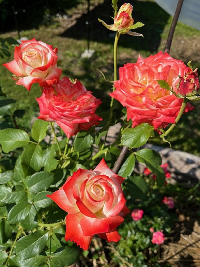 

Роза чайно-гибридная Императрица Фарах