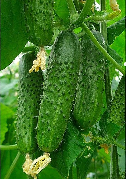 Огурец Смесь гибридов самоопыляемых (Plant) *Блистер (УД) 20 шт цв.п