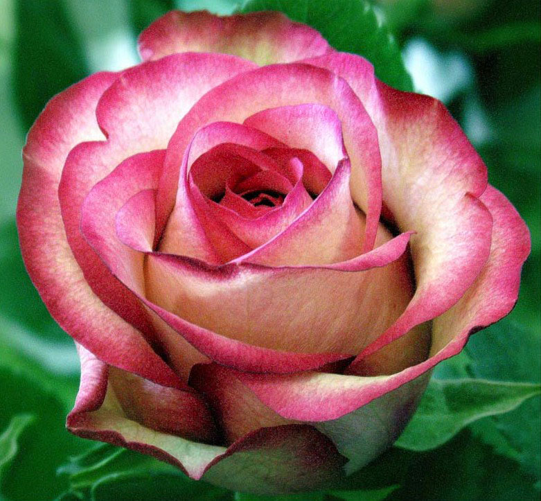 Роза чайно-гибридная Карусель 