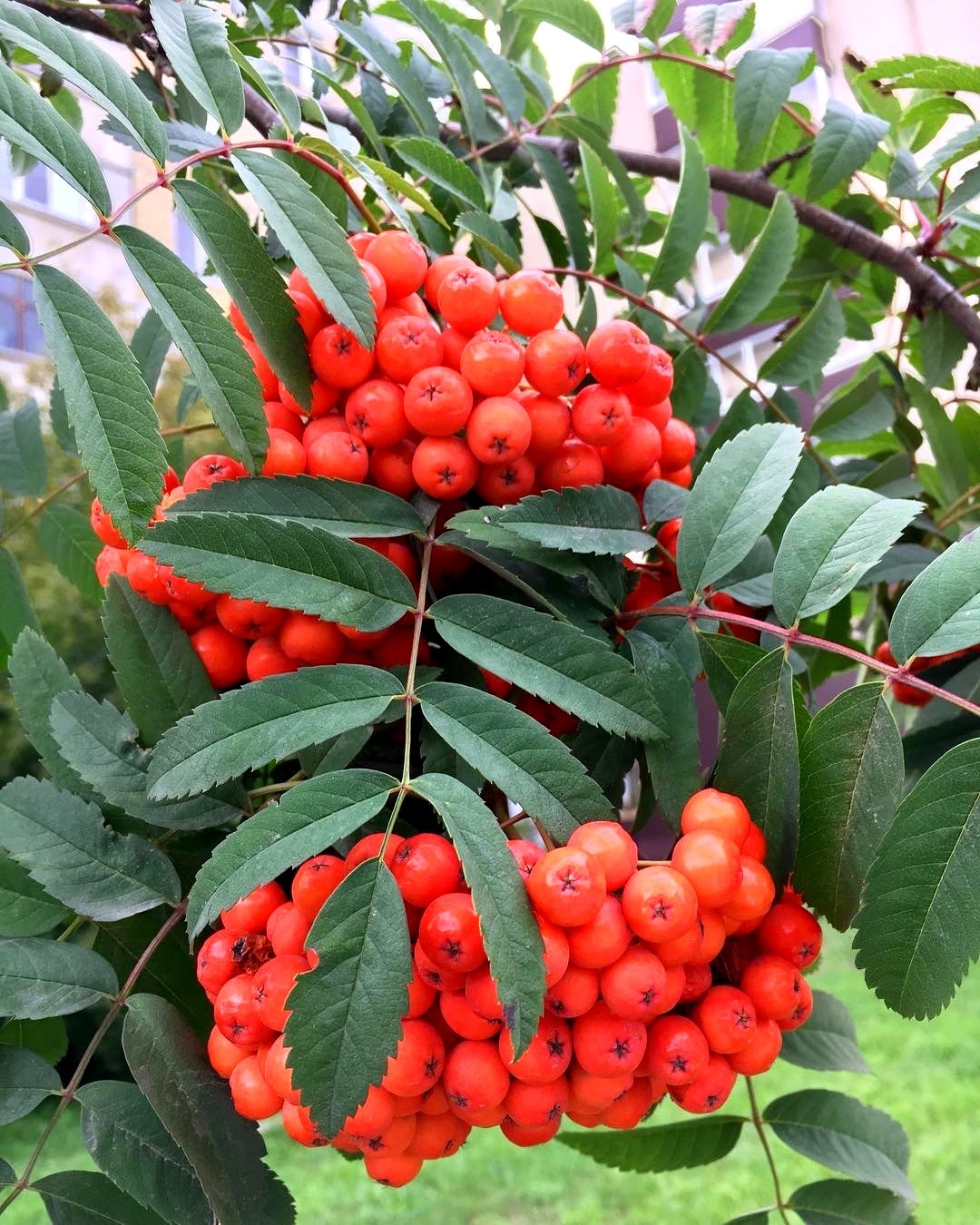 

Рябина Невежинская