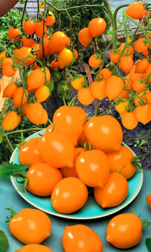 Томат Лимонадный Джо (УД) 12шт цв.п.