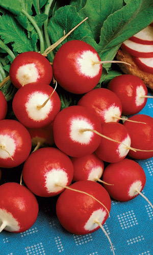 Редис Изабель (УД) 2 гр цв.п.