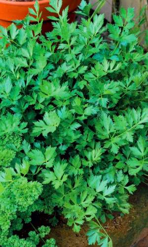 Сельдерей листовой Самурай (УД) 0,25 гр цв.п