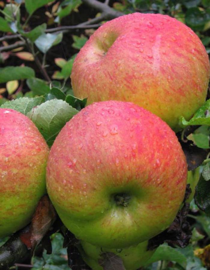 Яблоня Орловское полосатое (3 года) 1 шт яблоня 2 в 1 яблочный спас коричное полосатое