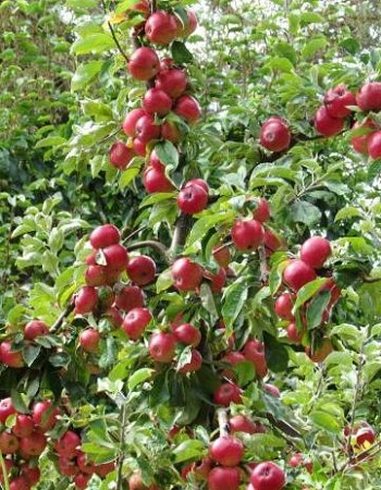 

Яблоня Медуница 1 шт ОКС