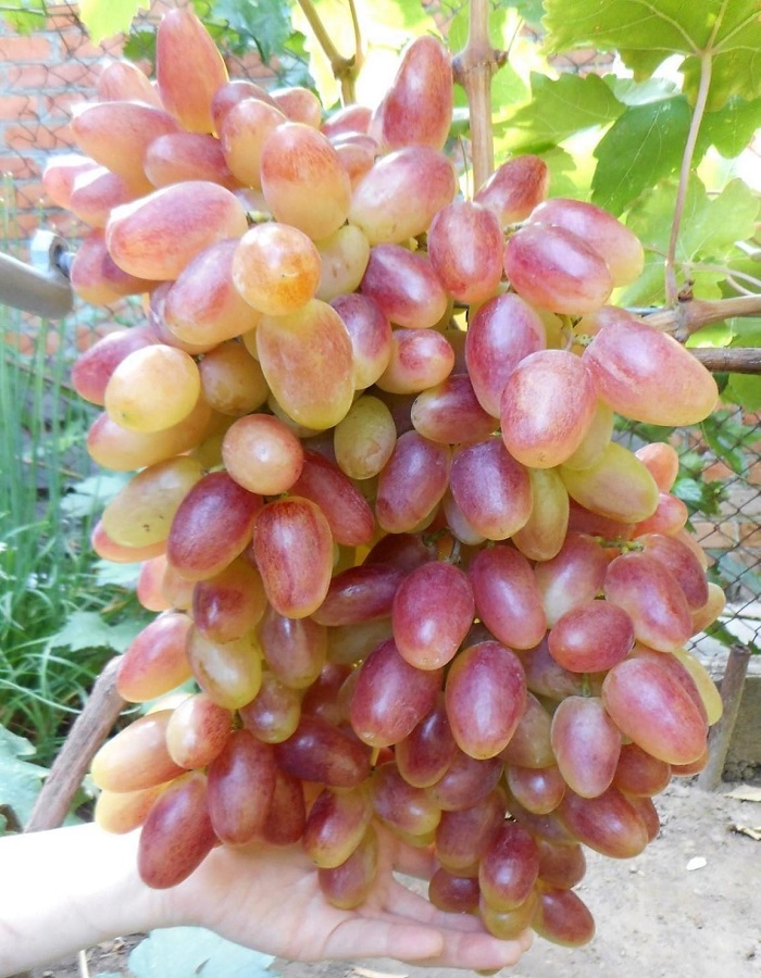 Виноград плодовый Преображение 1 шт