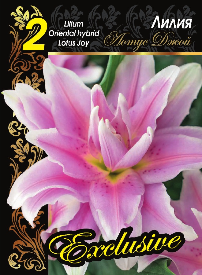 Лилия лотус джой фото и описание