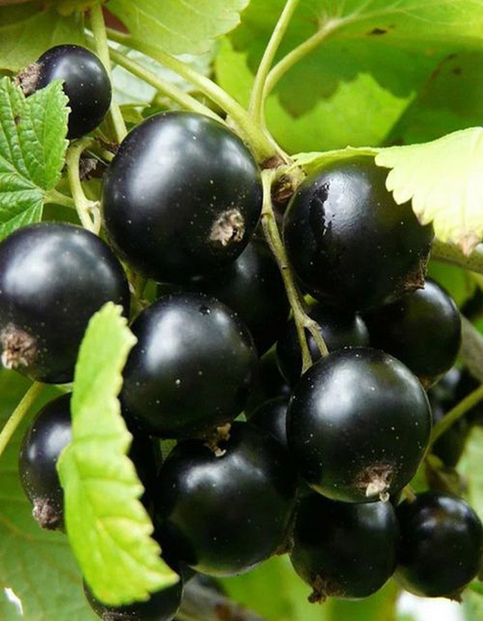 

Смородина черная Экзотика