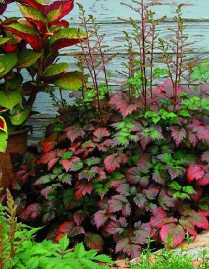 

Астильба Колор Фрэш Эрнст оф Бьюти 1 шт