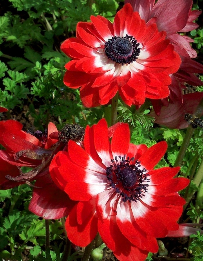 

Анемона Говернон