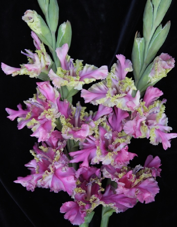 

Гладиолус Потому Что Гладиолус