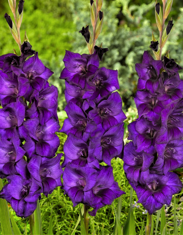 

Гладиолус Пурпл Флора