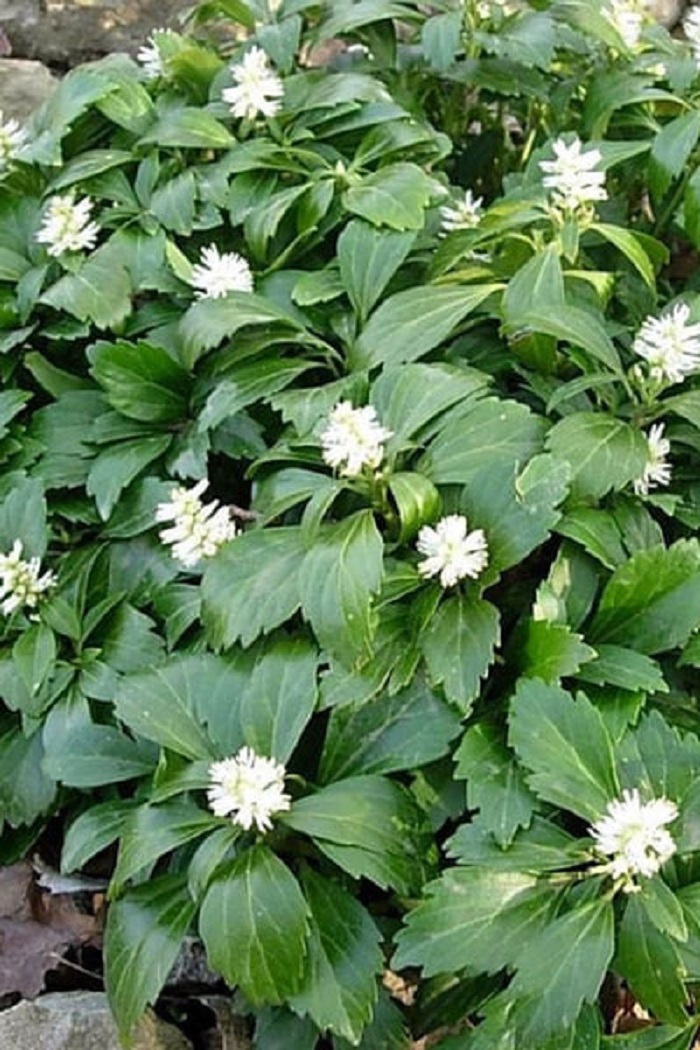 Пахизандра верхушечная 1 шт Р9 349₽