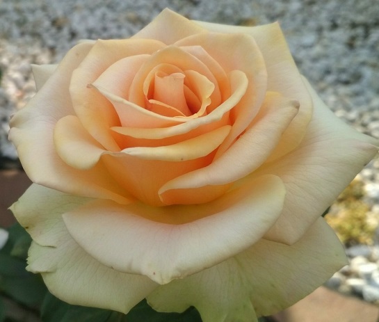 Роза чайно-гибридная Версилия 