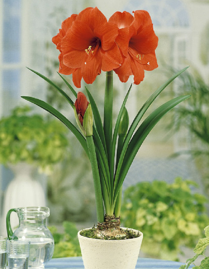 

Амариллис Оранж Соверен 1 шт С2