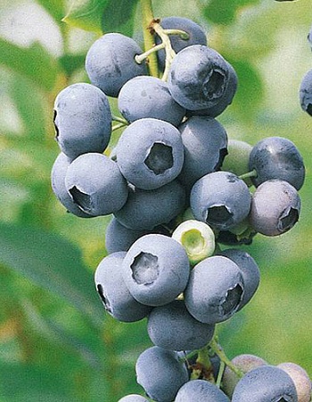 Голубика высокорослая Сиерра